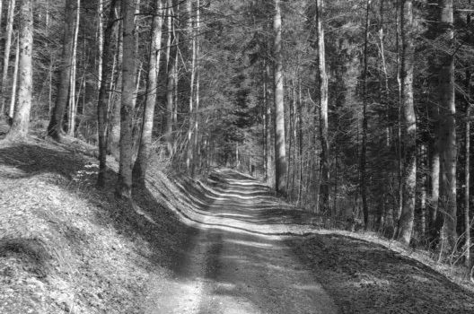 Chemin forestier Champ-Petit